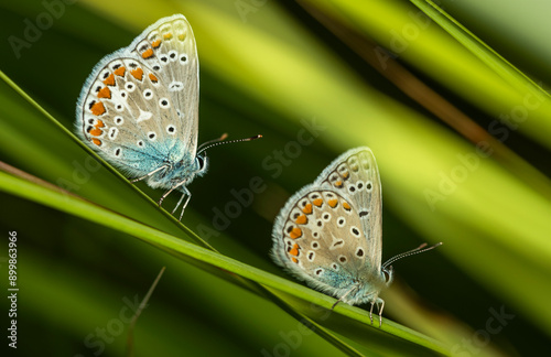 Two butterflies with spotted beige-blue wings sit on green stems in thickets of meadow grass on a sunny summer day.