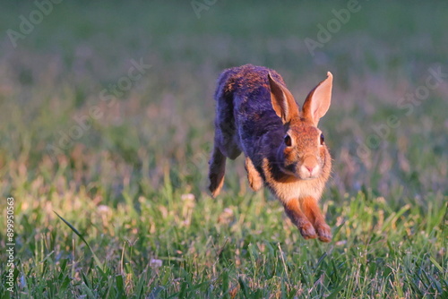 Cottontail rabbit running in the meadow