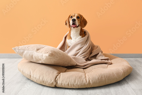 Cute Beagle dog with plaid and soft pillow sitting in pet bed near orange wall