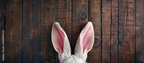 Top down view of the Easter bunny s ears against a dark wooden background with copy space image