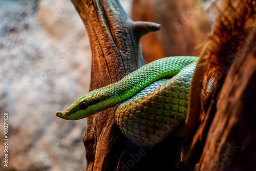 Boulenger's horn snake, also called rhinoceros snake. A little green one curled up in a tree. beautiful colorful wild animal