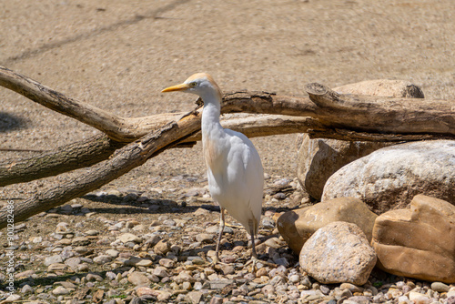 Golden heron wading bird, wild water bird heron, large water bird walking on the shore of a body of water covered with beautiful green grass on a beautiful sunny summer day