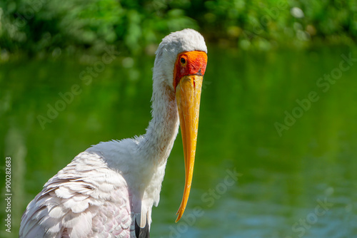 African crab, large stork. A wild bird wading in the water with a large orange beak standing at the water's edge