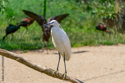 Great egret, beautiful white heron, wild water bird standing on a dry tree in the background wild water birds