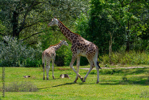 Two giraffes walking on green grass, wild animal giraffe. animals with long necks. Animals walk in natural living conditions on a beautiful sunny day. giraffe with its head lowered and its leg raised