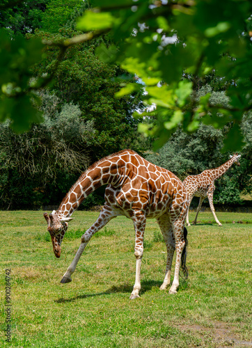 Two giraffes walking on green grass, wild animal giraffe. animals with long necks. Animals walk in natural living conditions on a beautiful sunny day. giraffe with its head lowered and its leg raised