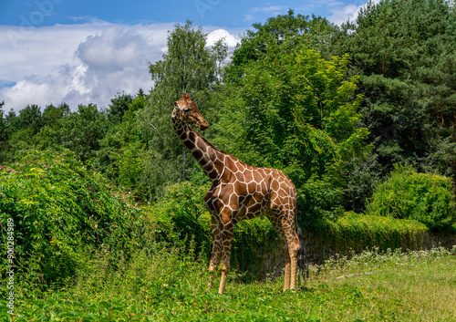 Giraffe walking on green grass, wild animal giraffe. animals with long necks. animals walking in natural living conditions on a beautiful sunny day. A mammal from the giraffe family. view of the neck 