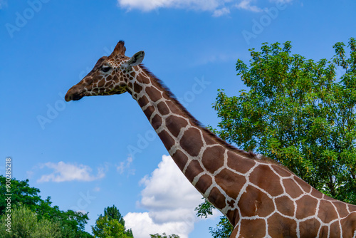 Giraffe walking on green grass, wild animal giraffe. animals with long necks. animals walking in natural living conditions on a beautiful sunny day. view of the neck and head. blue sky background. gir