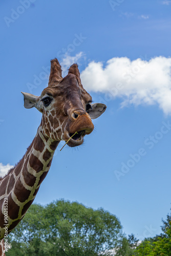 Giraffe walking on green grass, wild animal giraffe. animals with long necks. animals walking in natural living conditions on a beautiful sunny day. view of the neck and head. blue sky background. gir