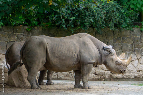 Wild animal rhinoceros sitting among stones, rocks and also green grass on a beautiful warm summer day. The white rhinoceros (Ceratotherium simum) is a species of cloven-hoofed mammal from the rhinoce