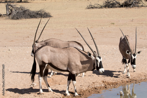 Gemsbok (Oryx gazella) portrait in the Kgalagadi Reserve, South Africa