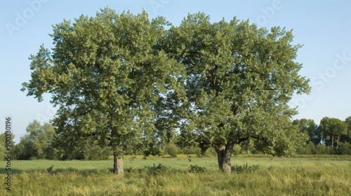 Elm (Ulmus): With their graceful, arching limbs and serrated leaves, elms are commonly planted for shade but have suffered from Dutch elm disease. 