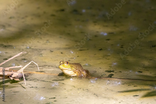 RANA TORO NELL'OASI NATURALISTICA DI MANZOLINO.