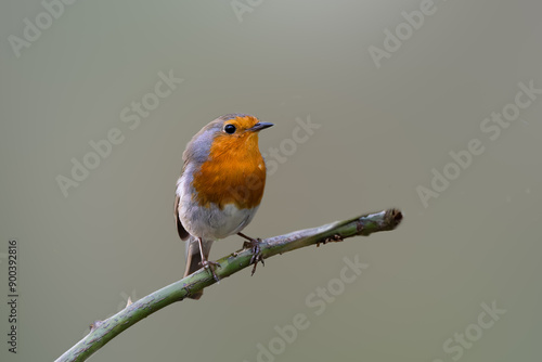 Close up of a European Robin, Erithacus rubecula, standing looking forward with one eye visible friendly with eye contact on a bare sawn-off tree trunk against bright blurred background