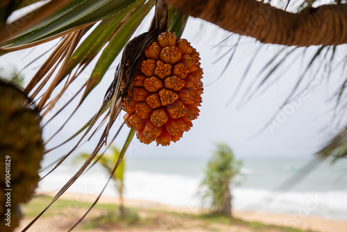 Tropikalne owoce pandanu rosnące z palm w Tajlandii (Pandanus amaryllifolius)