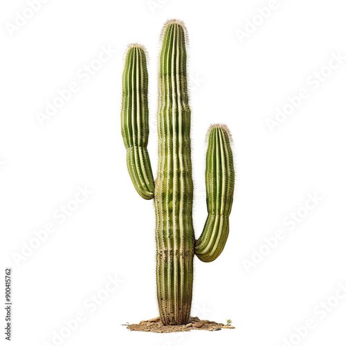 Saguaro Cactus on transparency background