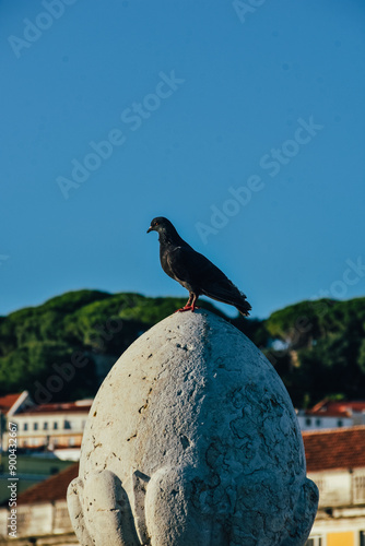 Fotografía de un pájaro negro en Lisboa, Portugal.