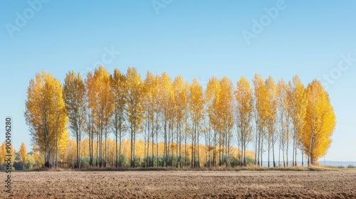 A line of poplar trees with golden leaves in the fall creates a striking and symmetrical background with copy space.