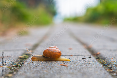 a snail with a beautiful shell crawling on the sidewalk on a rainy day. high summer. beautifully blurred background.