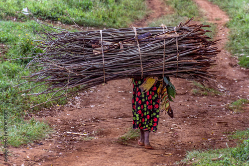 Local woman carrying bunch of firewood near Mount Elgon, Uganda