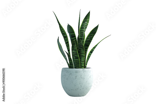 Snake plant in white pot