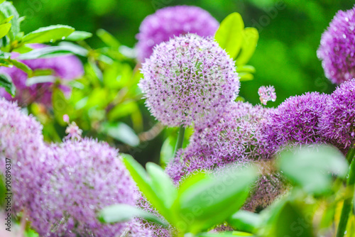 onions flowers in garden design.bulbous flowers in lilac shades.Onion Gladiator flowers.Purple roundhead flowering onions.Insects in flowers.Beautiful floral nature background.