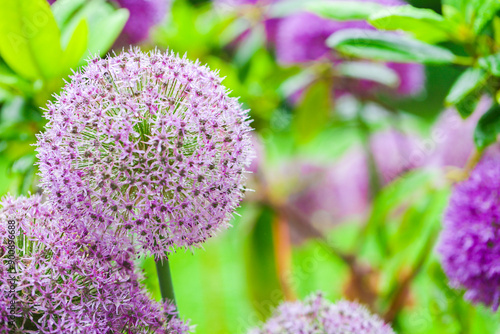 Onion Gladiator flowers.bulbous flowers in lilac shades. Purple roundhead flowering onions.onions flowers in garden design.Round purple caps of flowers