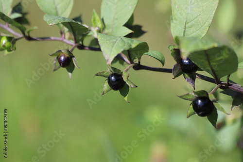 Atropa belladonna. Fruits of belladonna, banewort or deadly nightshade.