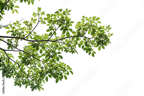 branch leaves or green leaf isolated. Tree Leaf Frame