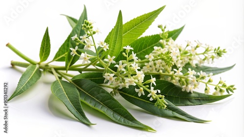 Freshly picked lemon verbena leaves with delicate white flowers surrounded by slender stems, isolated on a transparent background, showcasing its citrusy charm and elegance.