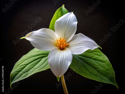 Delicate white trillium flower with three petals and yellow center blooms solo on a sleek black background, showcasing its elegant simplicity and subtle beauty.