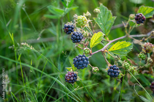 European Dewberry (Rubus caesius) close-up of fruit. Berries ripen on a branch of common blackberry (Rubus caesius) in the wild.