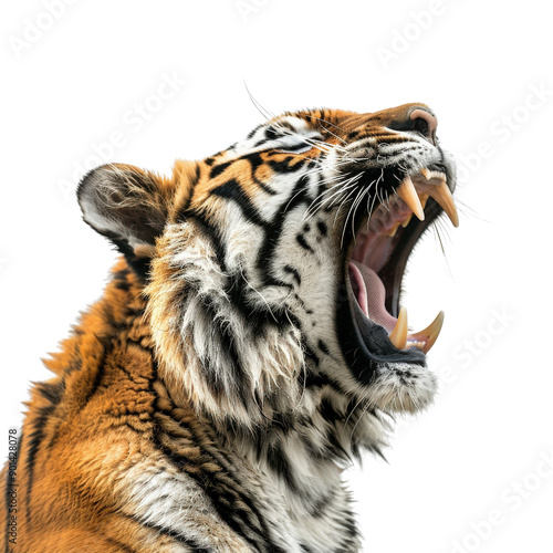 Close-up of a roaring tiger displaying its sharp teeth. Majestic animal showcasing strength and dominance in the wild.