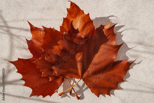 Dried maple leaves on pastel sunlit background with shadow. Autumn, fall, thanksgiving day concept. Flat lay, top view