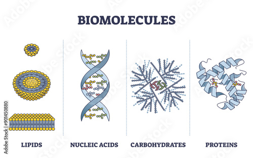 Biomolecules or biological molecules type collection in outline diagram, transparent background. Labeled educational lipids, nucleic acid, carbohydrate and proteins visual comparison illustration.