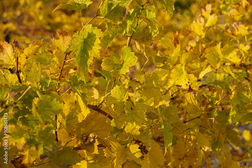 Vine yellow leaf close-up on a blurry background. Colorful autumn background. Leaves in bright sunlight view from below. Ripe grapes, the concept of harvesting, maturation. Full frame orange leaves