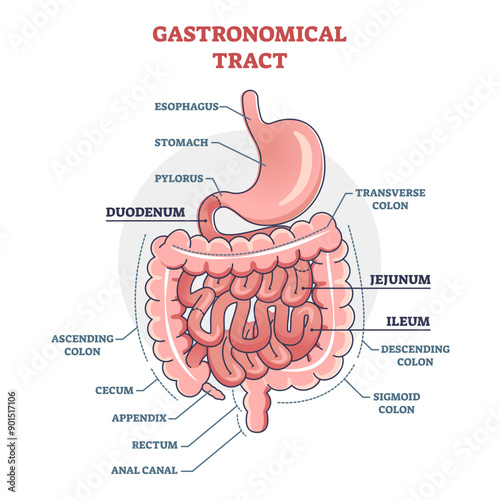 Gastronomical tract and digestive system isolated structure outline diagram, transparent background.Labeled educational human stomach with medical titles illustration.