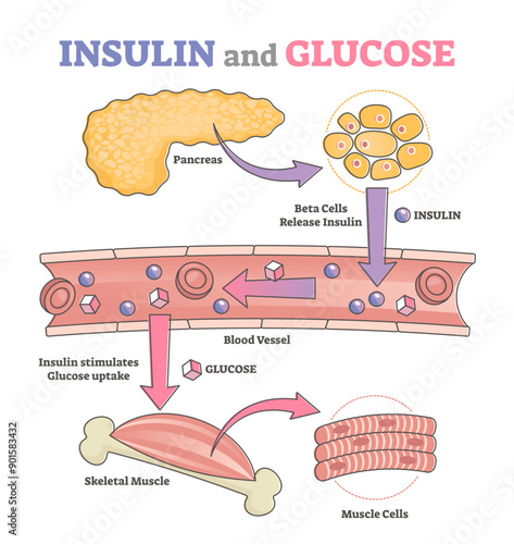 Insulin and glucose release regulation educational scheme outline concept, transparent background. Labeled anatomical process diagram with beta cells flow in blood vessel and uptake stimulation.