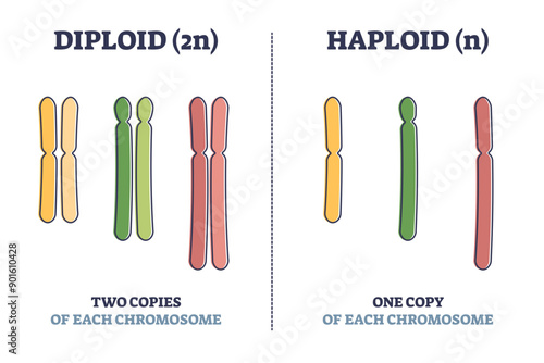 Diploid vs haploid as complete chromosome sets count comparison outline diagram, transparent background.Labeled educational genetic organisms cell splitting differences illustration.