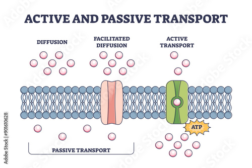 Active and passive transport as molecules ATP movement in outline diagram, transparent background. Labeled educational scheme with closeup cellular model illustration.