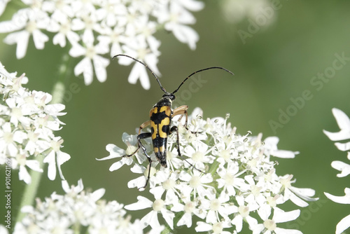 A Spotted Longhorn beetle (Rutpela maculata) feeding on hogweed