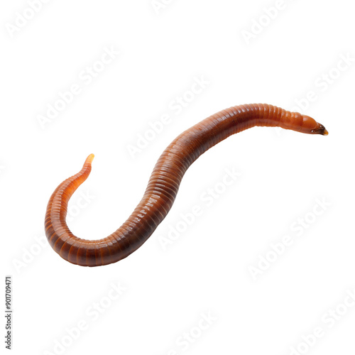 Earthworm isolated on a transparent background