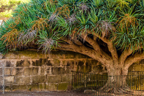 Dragó, Dracaena draco, singular listed tree, Lazareto de Mahón, Peninsula de San Felipet, port of Mahón, Menorca, balearic islands, Spain