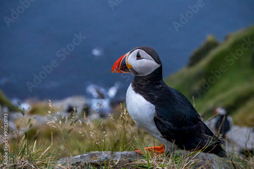 puffin on a cliff in Norway