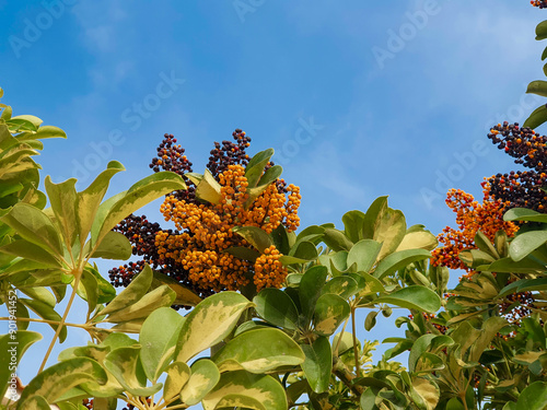 Plantas y flores: Aralia arbórea o Schefflera arboricola