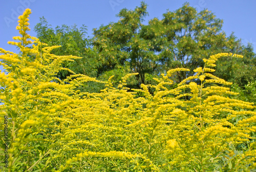 Blooming ragweed in summer, natural background.