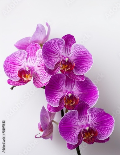 Purple orchid flower phalaenopsis, phalaenopsis or falah on a white background. Purple phalaenopsis flowers on the right. known as butterfly orchids. Selective focus. There is a place for your text.