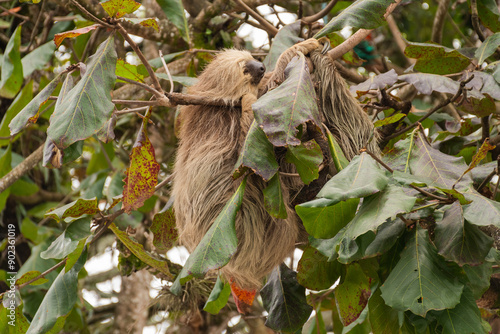 oso perezoso descansando en las ramas de un arbol