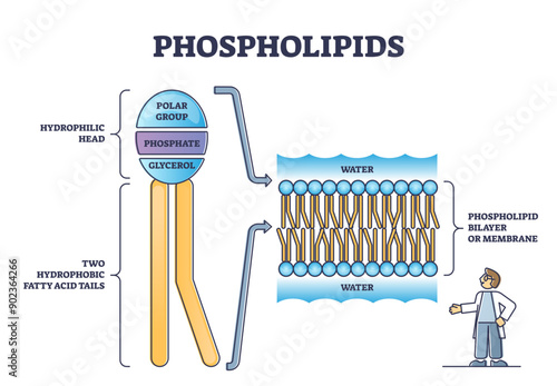 Phospholipid or phosphatides lipids head and tail structure outline diagram, transparent background. Labeled educational inner description with polar group, phosphate or glycerol illustration.