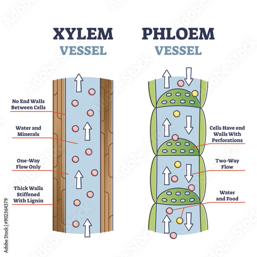 Xylem and phloem water and minerals transportation system outline diagram, transparent background. Educational labeled anatomical scheme with vessel side cross section.